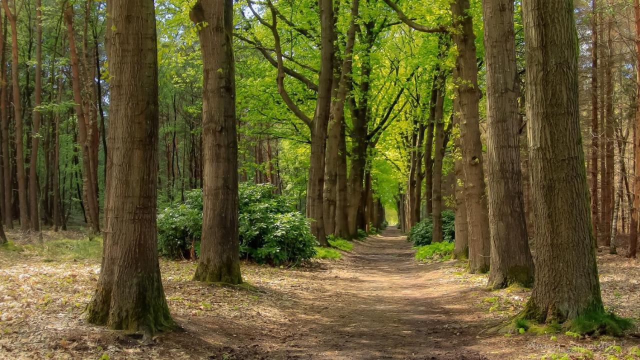Vakantiehuis In Een Prachtige Bosrijke Omgeving In Twente! Bornerbroek Dış mekan fotoğraf
